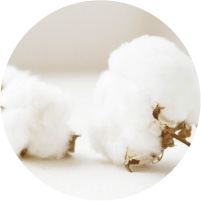 オーガニックコットン